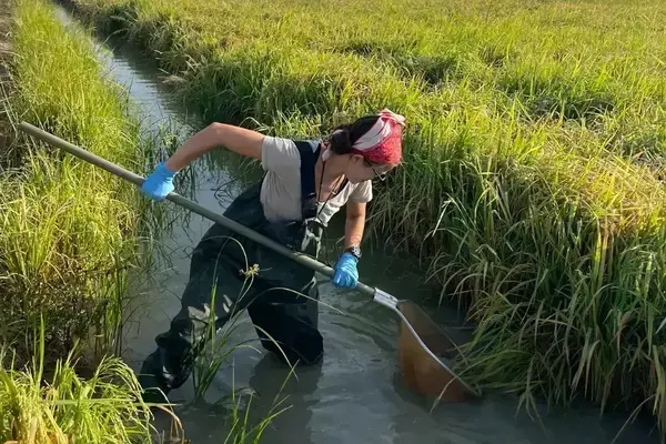 A person in waders and blue gloves uses a long-handled net to collect samples from a shallow waterway in a green field.