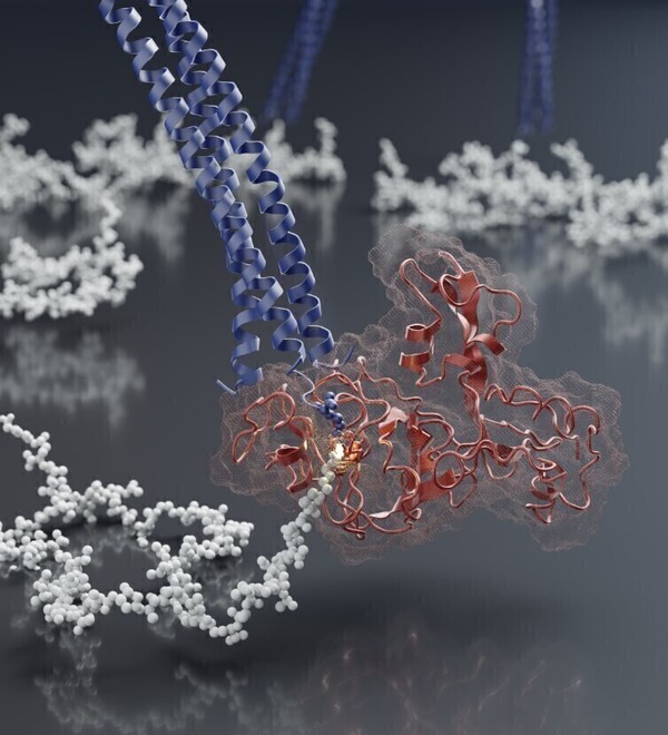 Red protein molecule interacting with a blue helical structure and a white polymer chain, showing a luminous binding site.